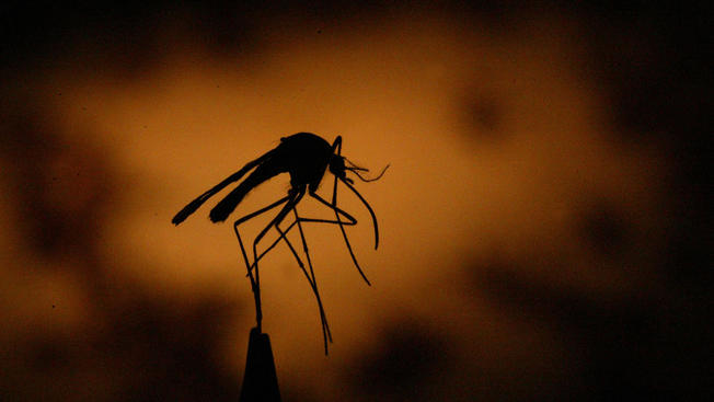 Broward County Does Aerial Spraying For Mosquitoes Thursday