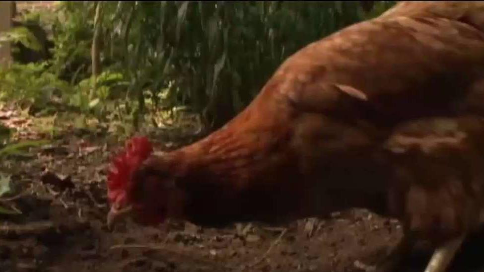 43 Human Salmonella Infections Reported In Florida