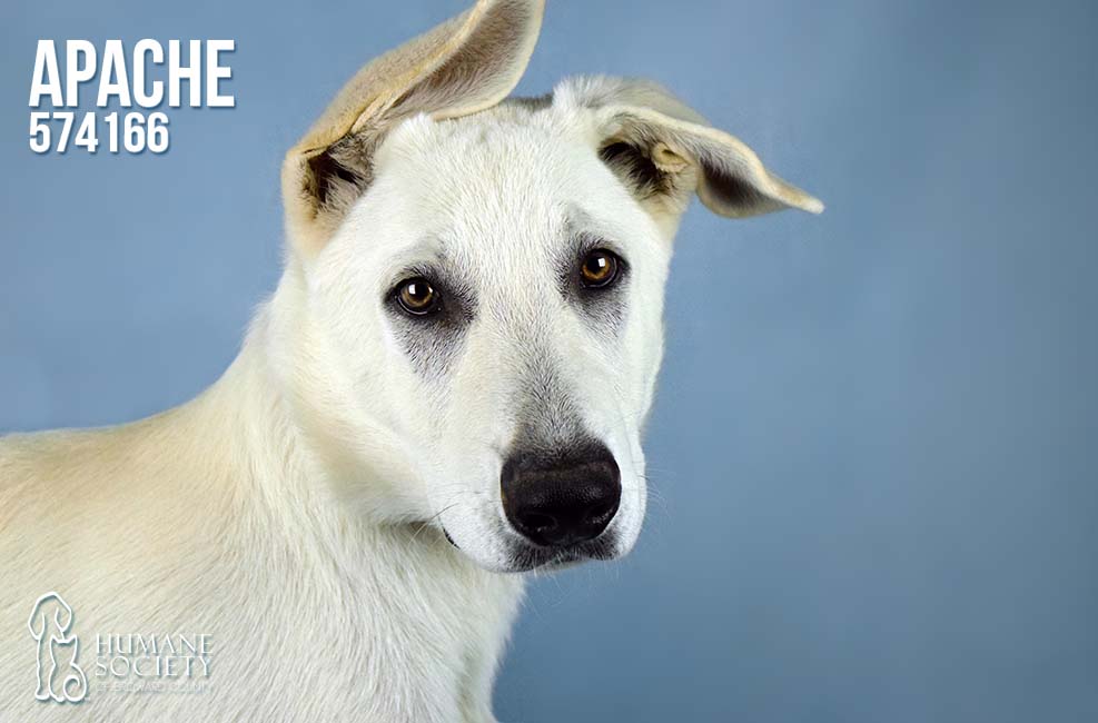 Humane Society of Broward County's Pets of the Week