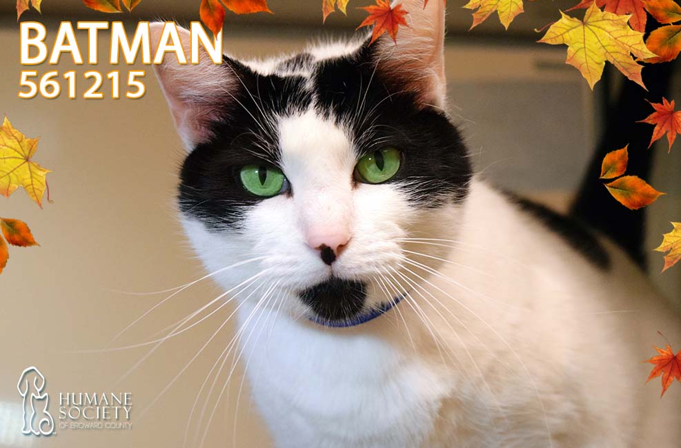 Broward Humane Society's Pets of the Week