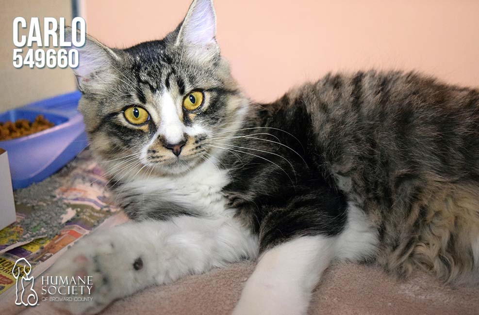 Broward Humane Society Adoptable Pets - May 25, 2016