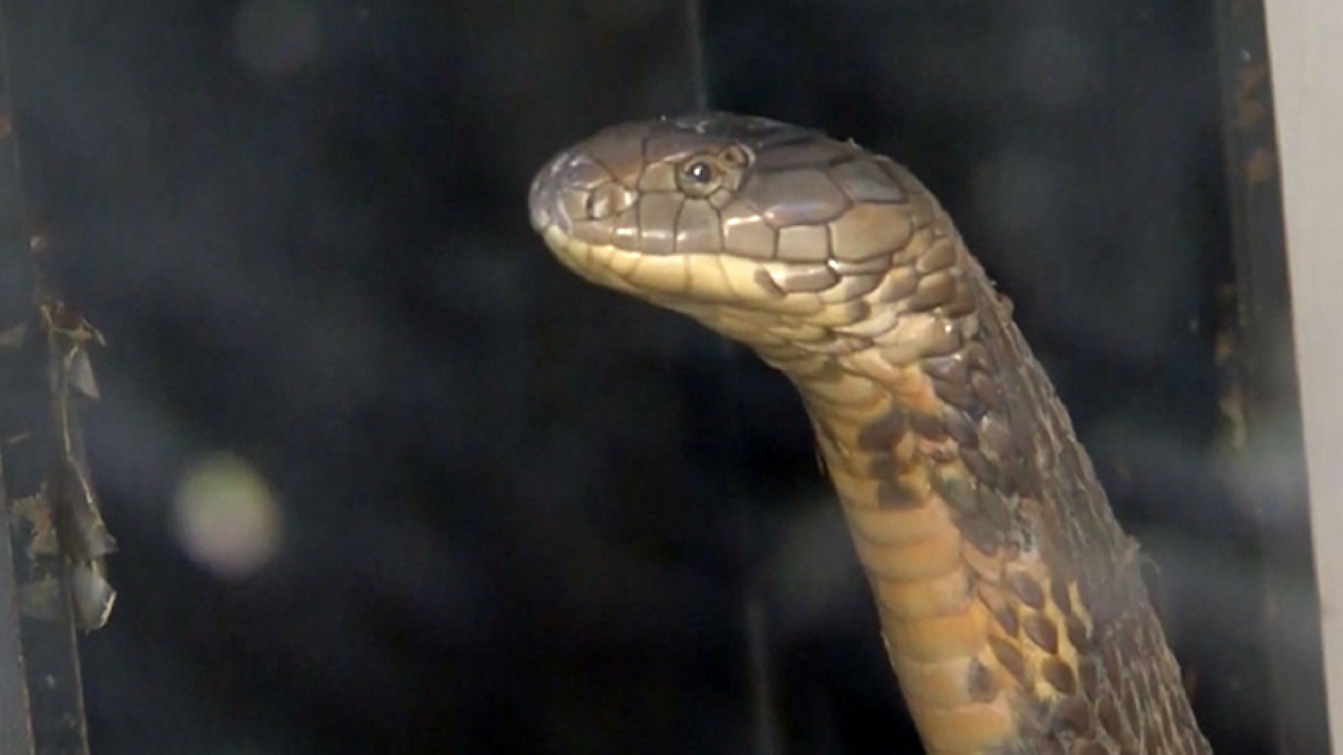 Loophole Could Keep Cobras in Florida Neighborhood
