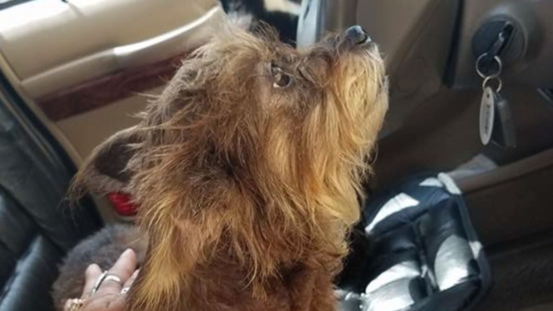 2 Dogs Drive Car Into West Va. Wal-Mart