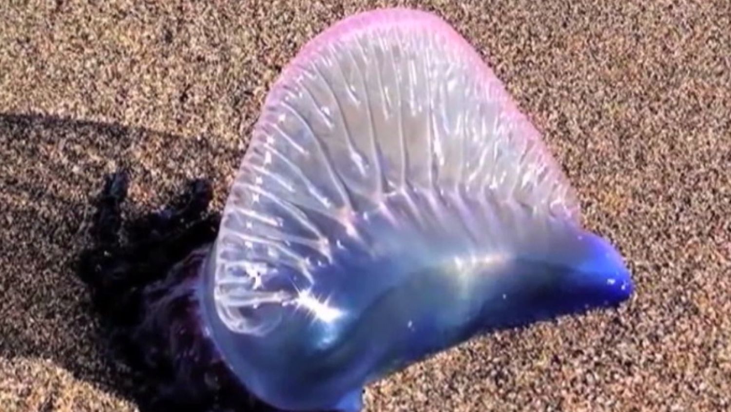 Man-O-War Jellyfish Hospitalize Florida Beachgoers