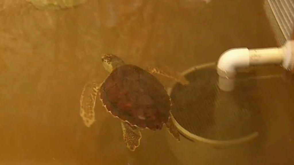New Baby Turtle at Fort Lauderdale Museum