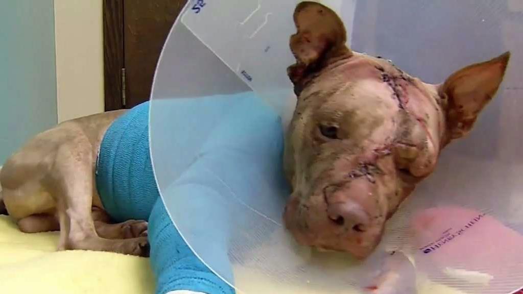 Reward Increased in Death of Pit Bull Found in Suitcase