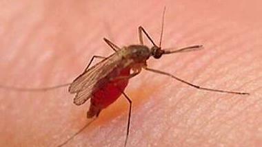 Non-Travel Zika Cases Likely From Local Mosquitoes: Official