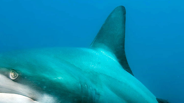Surfer Bitten on Foot By Shark at Deerfield Beach: BSO