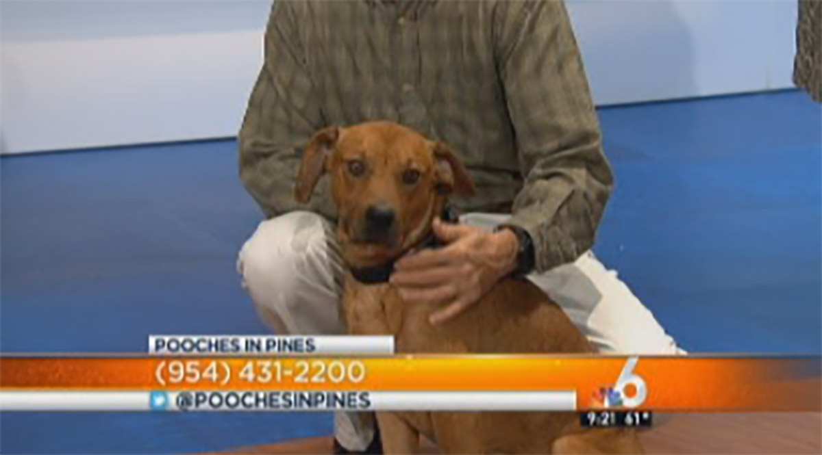 Pet of the Week: Buddy
