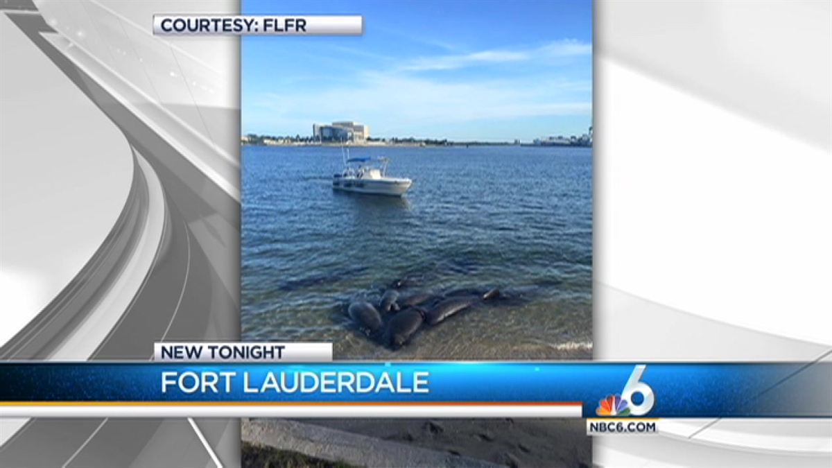 Manatees Mating in Fort Lauderdale