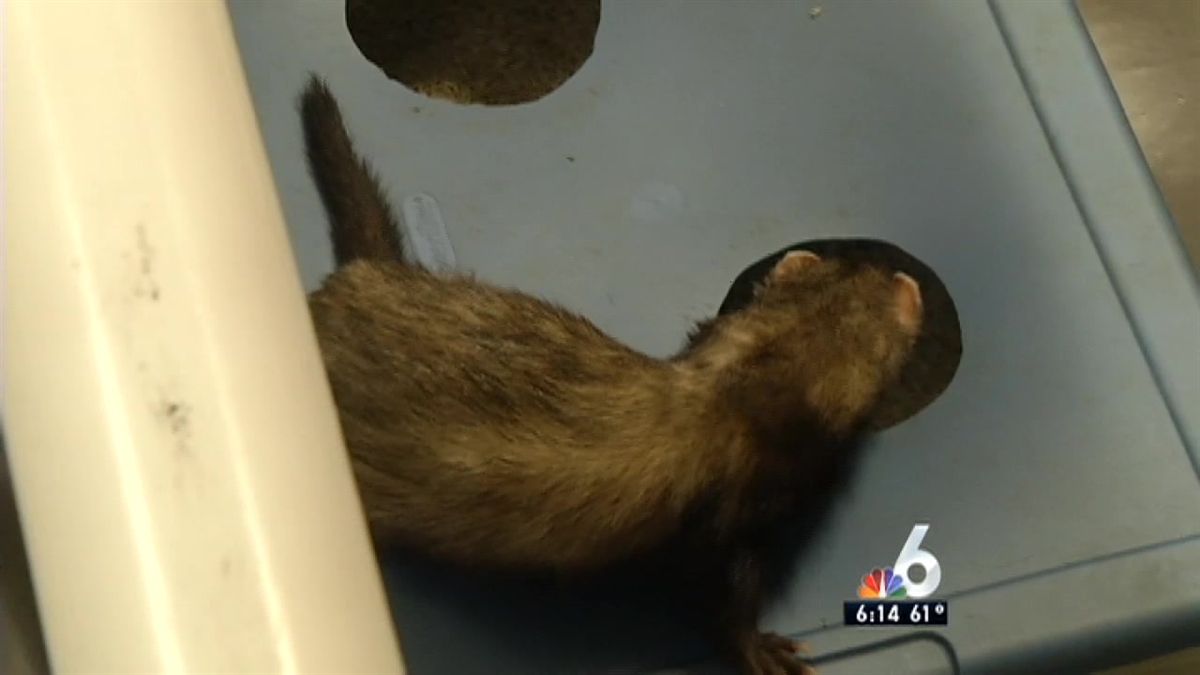 Inside the Broward Ferret Rescue