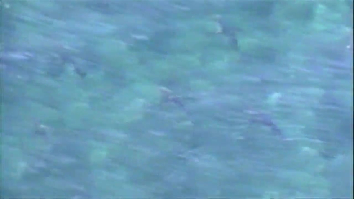 Sharks Spotted Off Port Everglades
