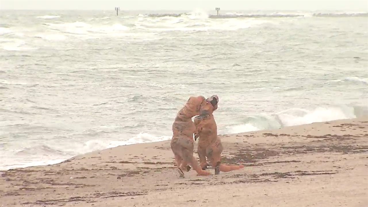 'Dinosaurs' Play During Hurricane Matthew
