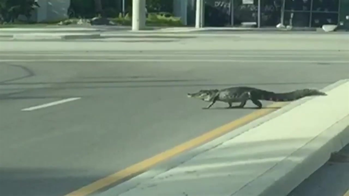 MUST SEE VIDEO: Alligator Crosses Doral Intersection
