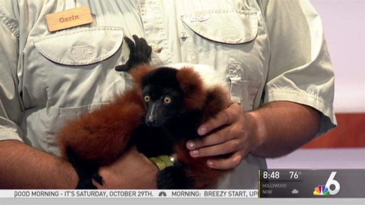 Jungle Island Celebrating Halloween with Cool Creatures