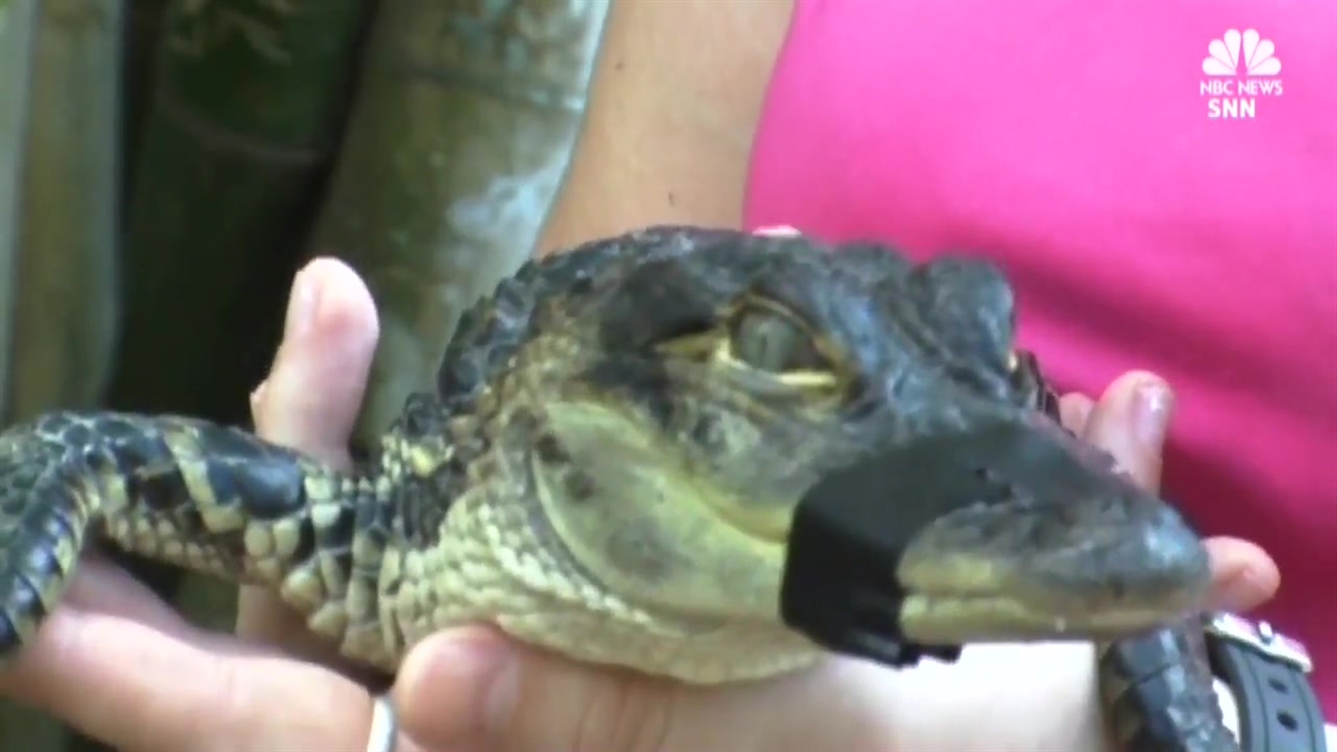 Gators More Active as Mating Season Gets Underway in Florida