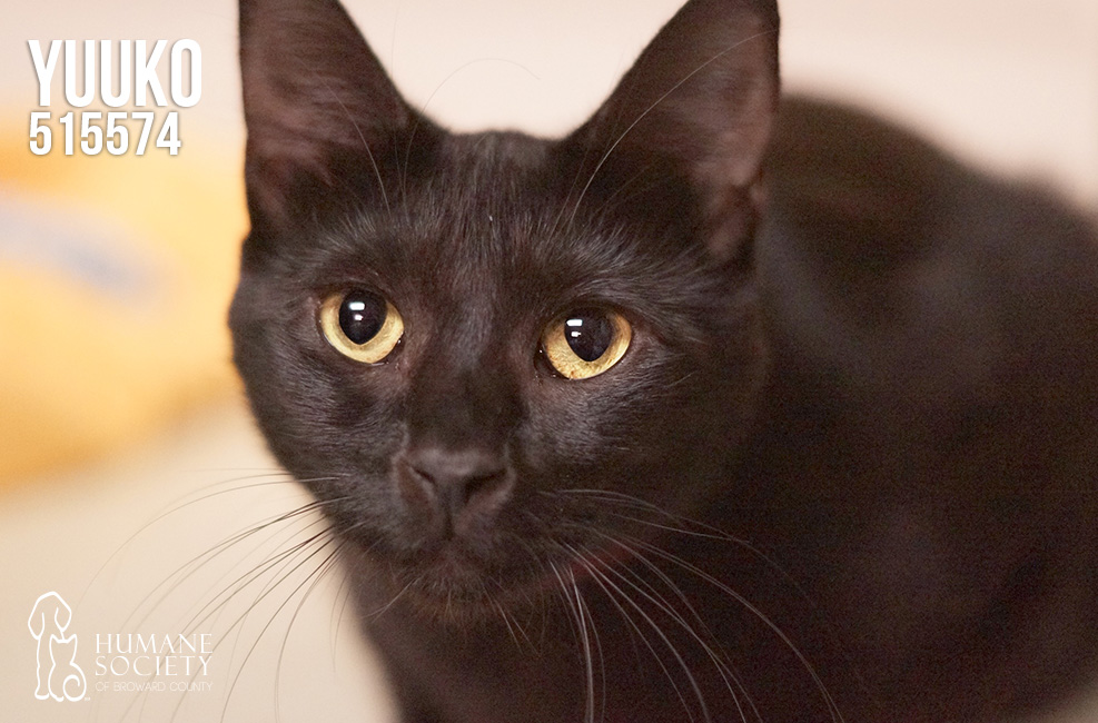 Broward Adoptable Pets - Jan. 8, 2016