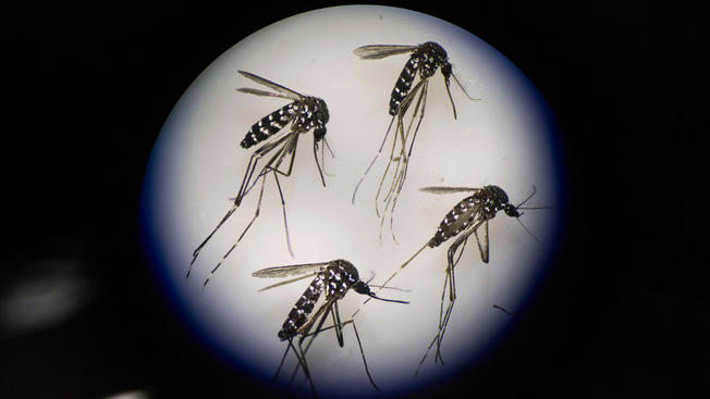 Broward, Miami-Dade Continue Battle Against Spread of Zika