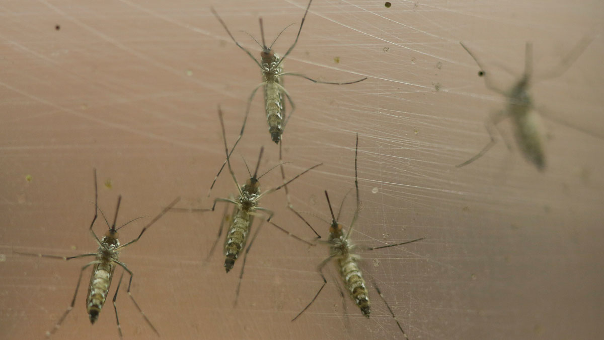 2 Cases of Zika Virus Confirmed in Miami-Dade