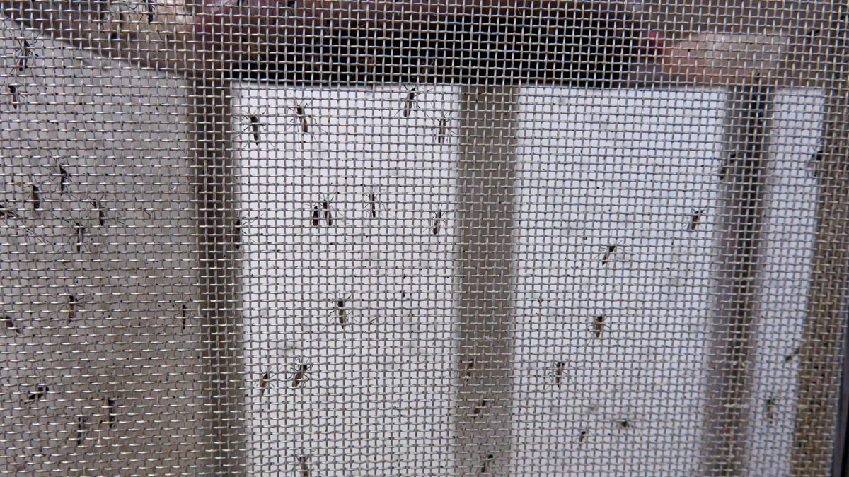 Zika Mosquitoes Can Survive Over Next Months in Southern US