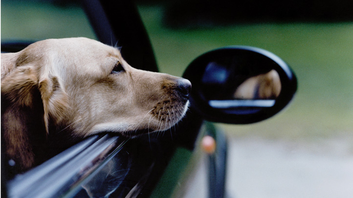 Hot Car Rescuers Protected Under New Bill