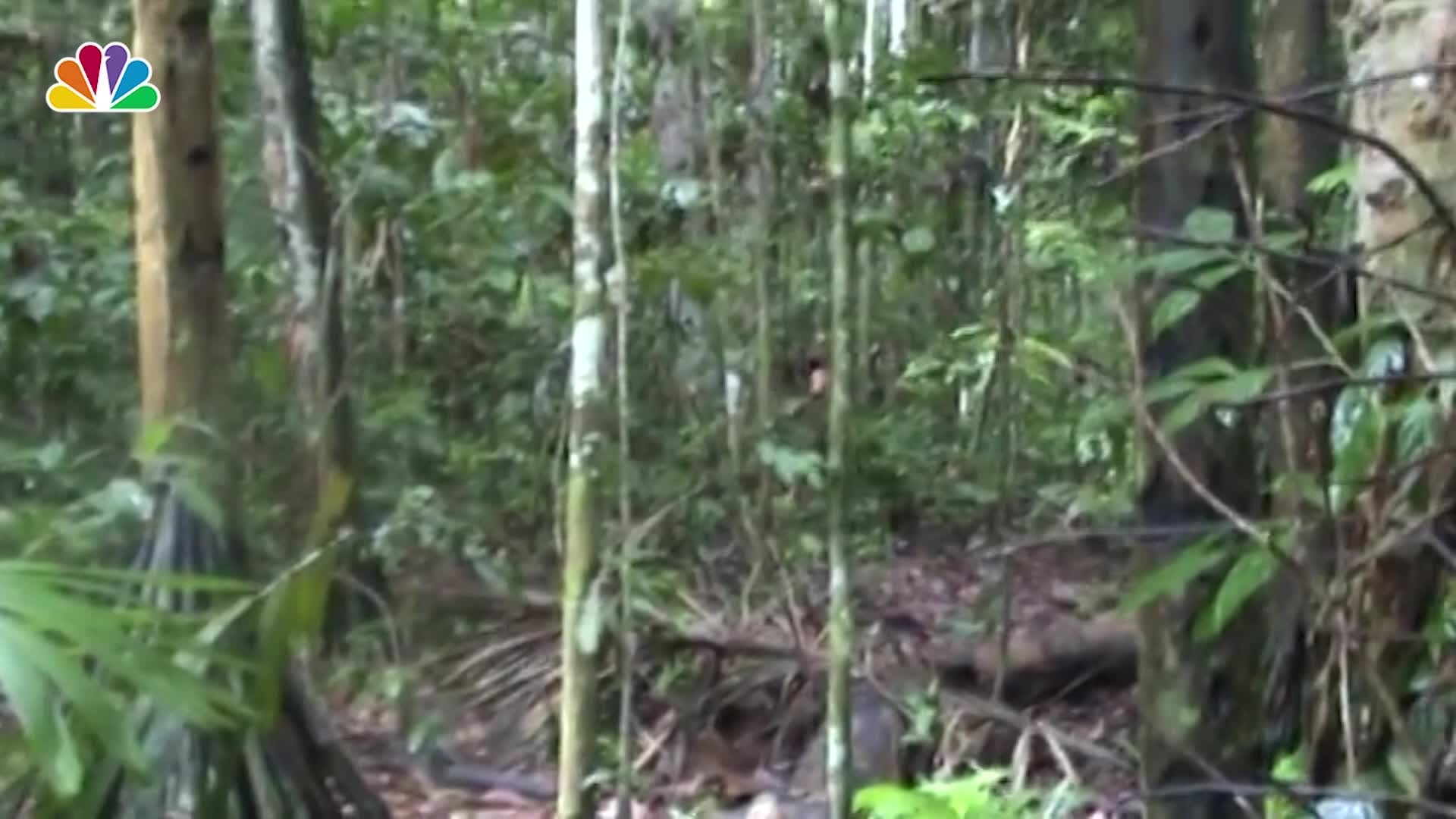 Brazilian Indigenous Man Chops Down a Tree in the Amazon Rare Brazilian Indigenous Man Chops Down a Tree in the Amazon Rare Footage Shows NBC 6 South Florida