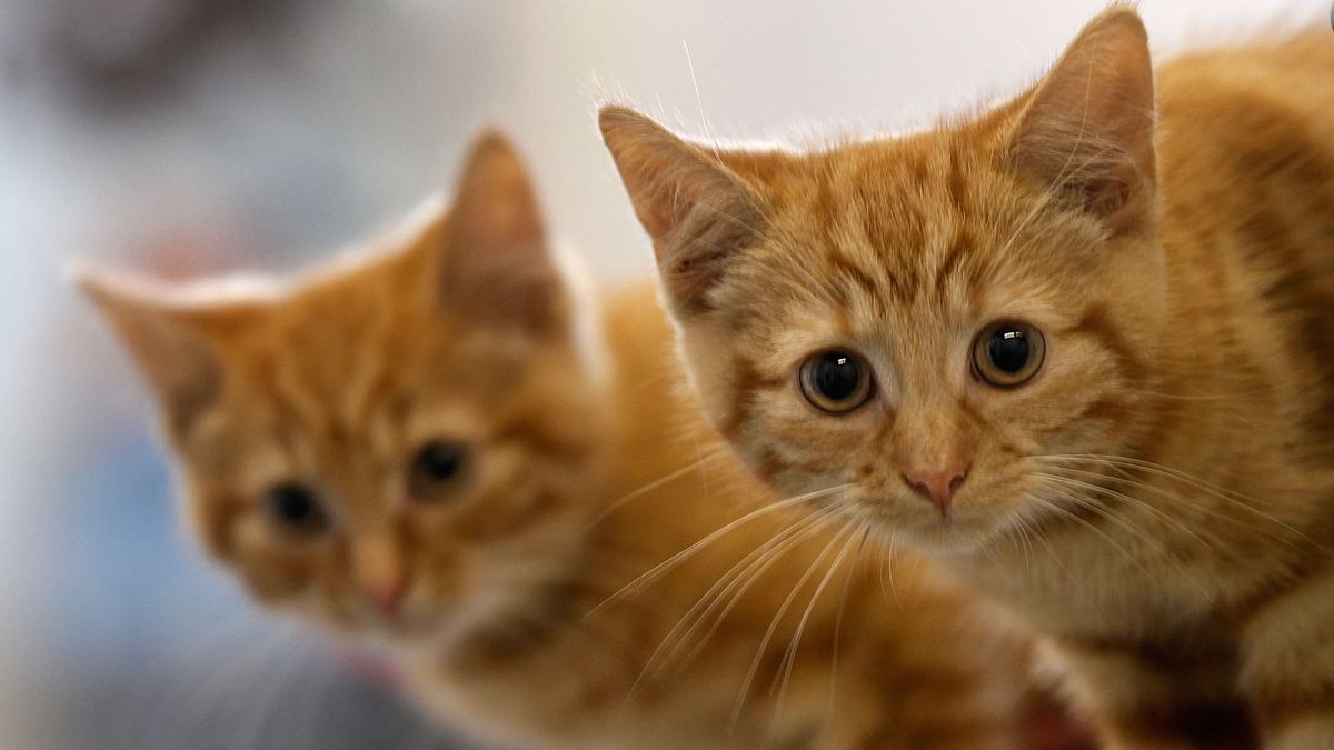 Kitten Cuddlers Wanted At Miami-Dade Animal Services