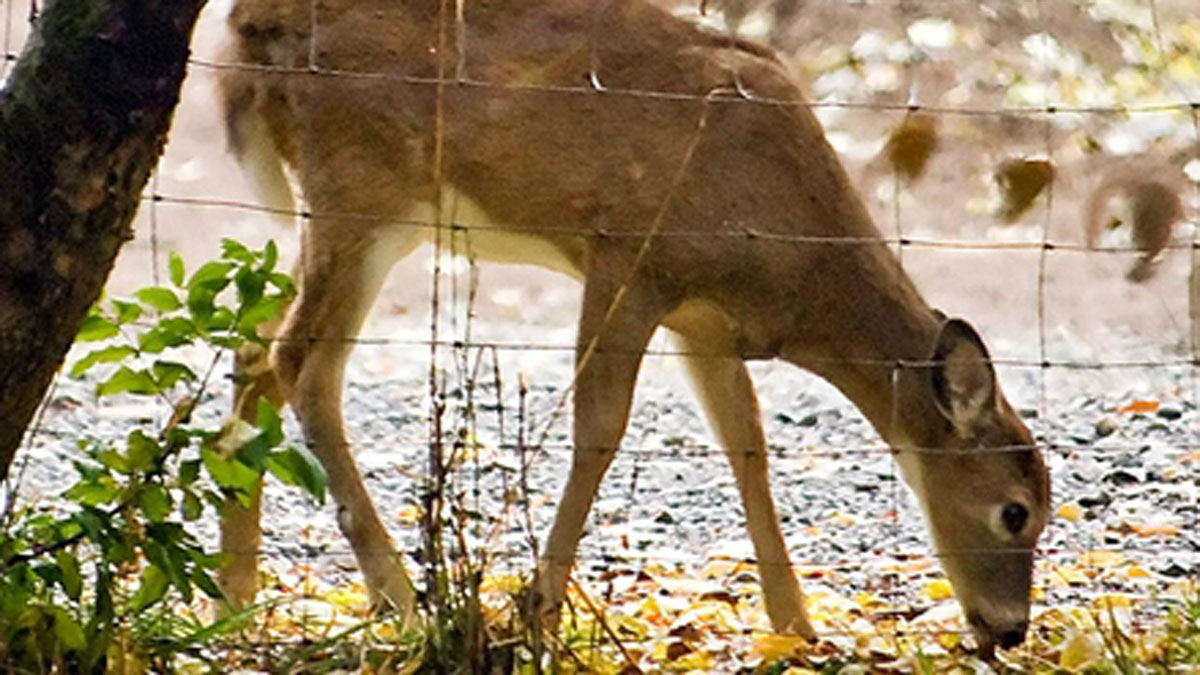 Outbreak of Rare Insect in Florida Keys Deer Drawing Concern