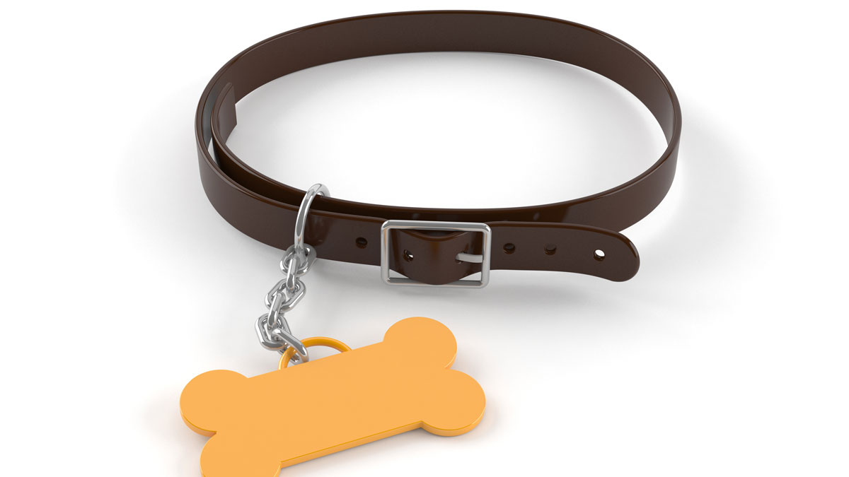 Viral Video Shows Dog Rescue Pup Pal From Rushing Water