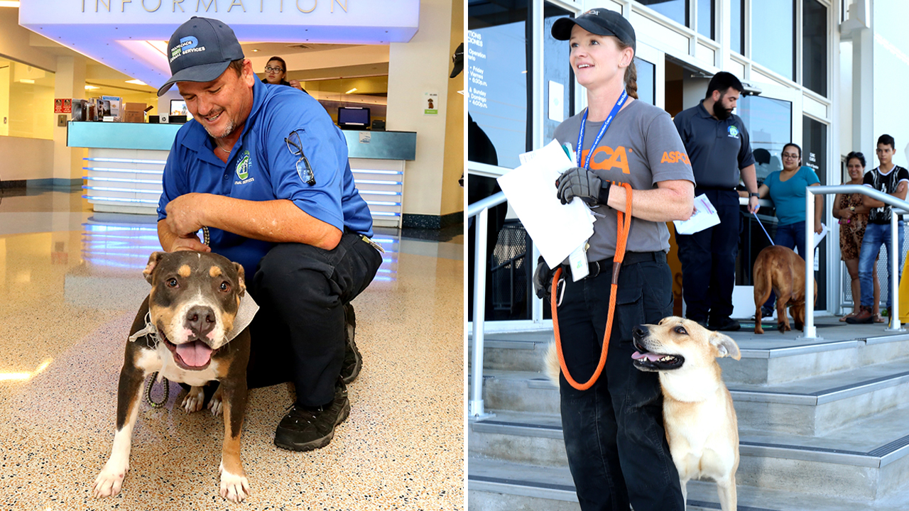 Irma's Furry Survivors Taken to South Carolina