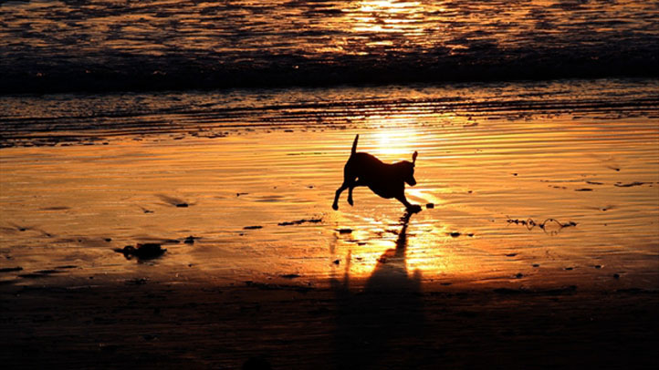 Swimming Advisory Issued for Virginia Key Dog Beach