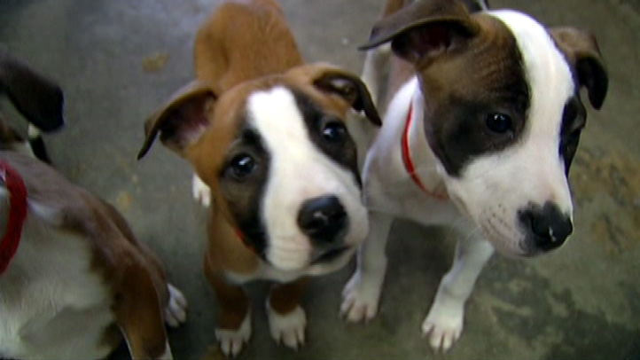 Miami-Dade Animal Services Hosting Rabies Vaccination Event