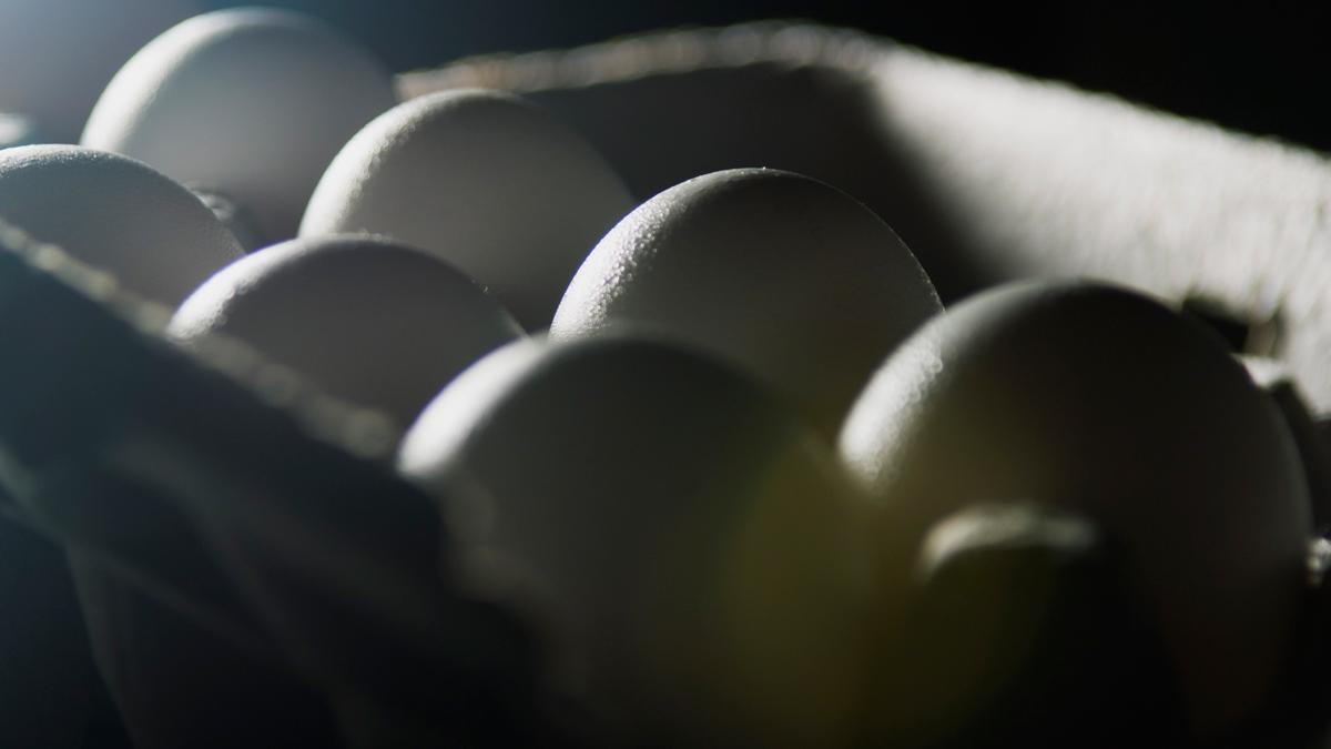 Wilton Manors Police Searching for Serial Egg Tossers