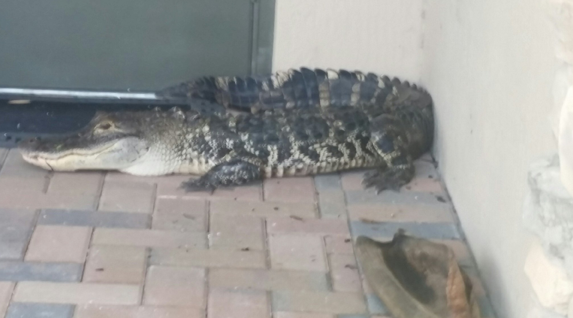 Gator Found at Front Door of Parkland House: BSO