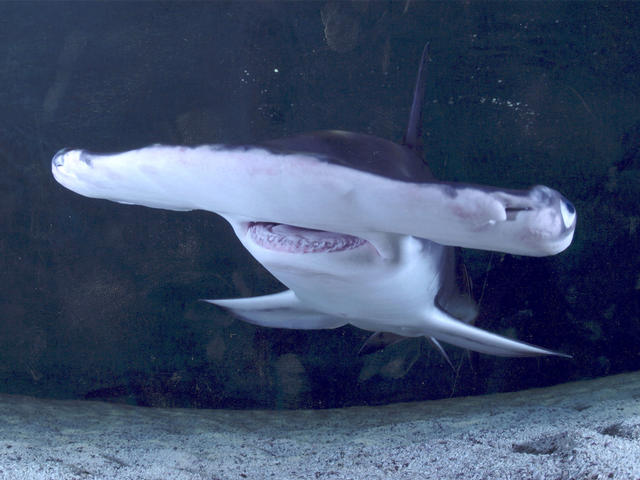Man Uses Shark As Beer Bong, Prompting New FWC Investigation