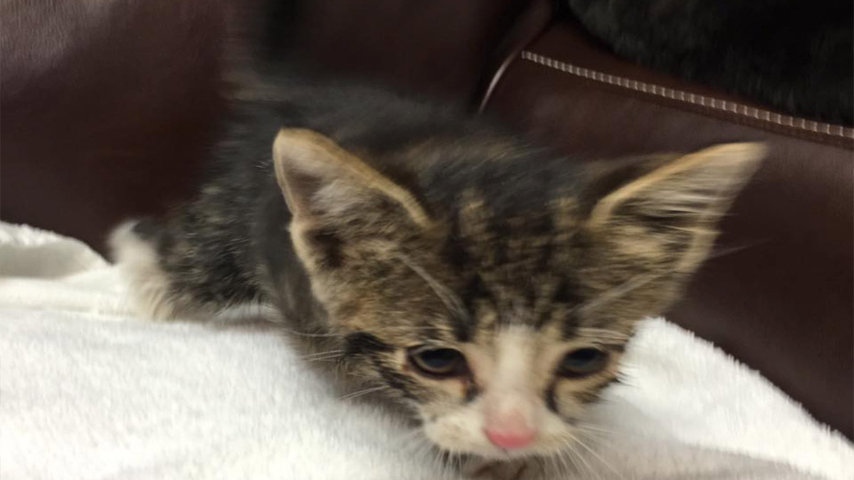 Kitten Rescued From Expressway Storm Drain: MDFR