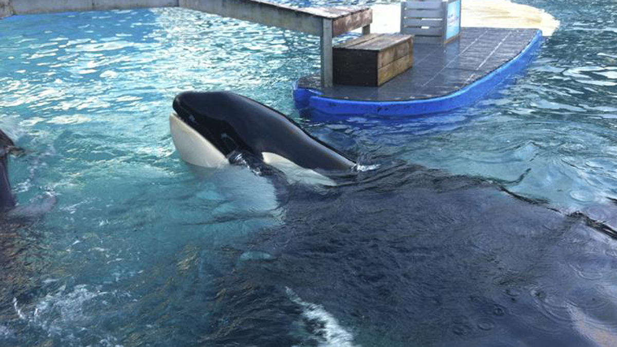 'Free Lolita' Protest Planned Outside Miami Seaquarium