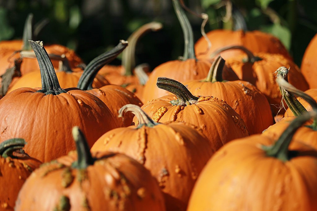 Weekend Planner: Seafood, Harvest & Pumpkin Patch Festivals
