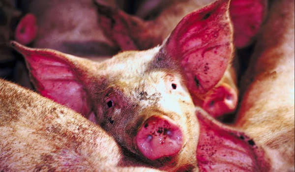 Deputies Taking Care of 100 Pigs After Raid at Florida Ranch