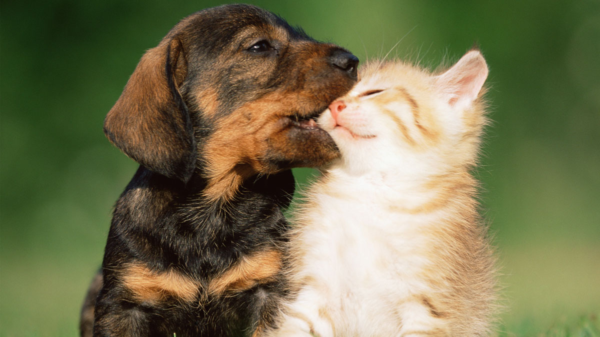 Clear the Shelters: Give a Pet a Loving Home