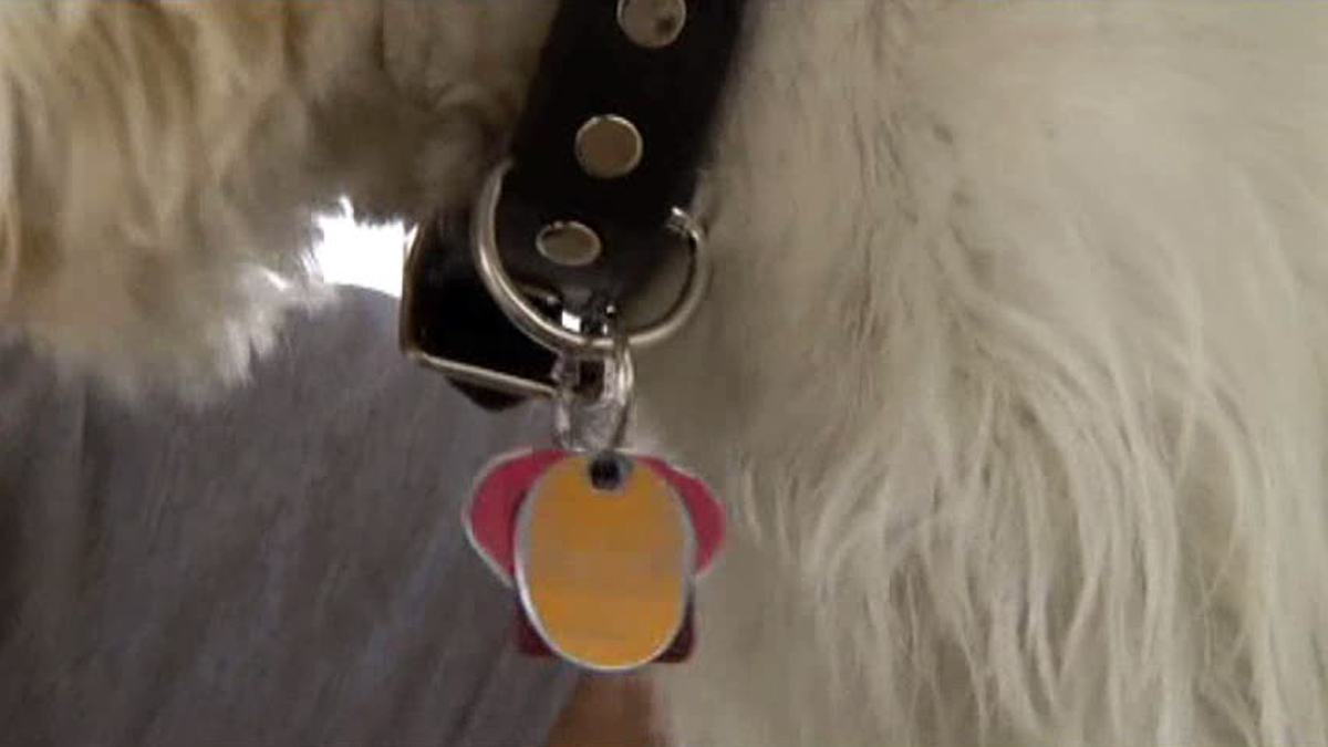 Broward Animal Shelter Hosts Low-Cost Rabies Clinic