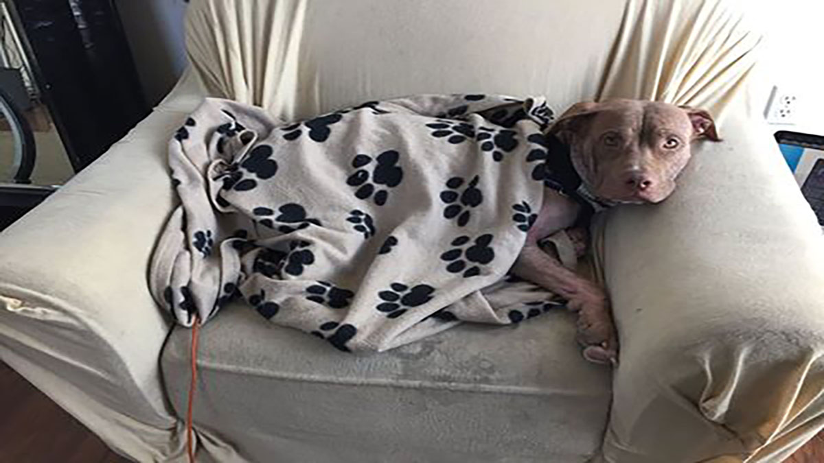 Puppy Thrown From Car Finds Forever Home