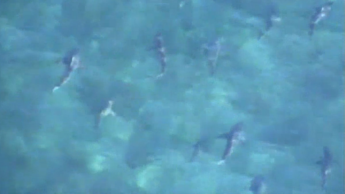 School of Sharks Spotted Off Port Everglades