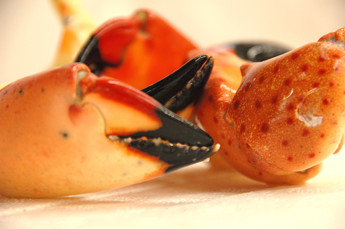 Florida's Stone Crab Season Kicks Off