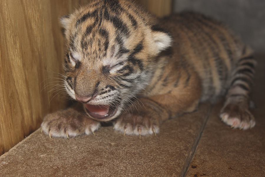 Zoo Miami Welcomes Sumatran Tiger Cub