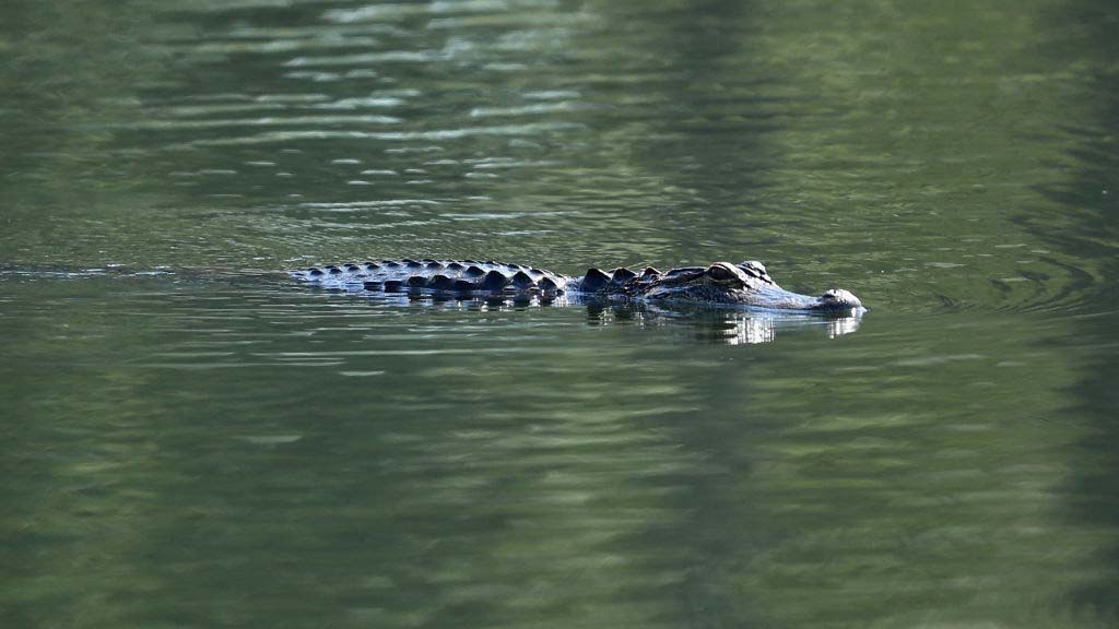 Southwest Florida Victim Hospitalized After Alligator Attack