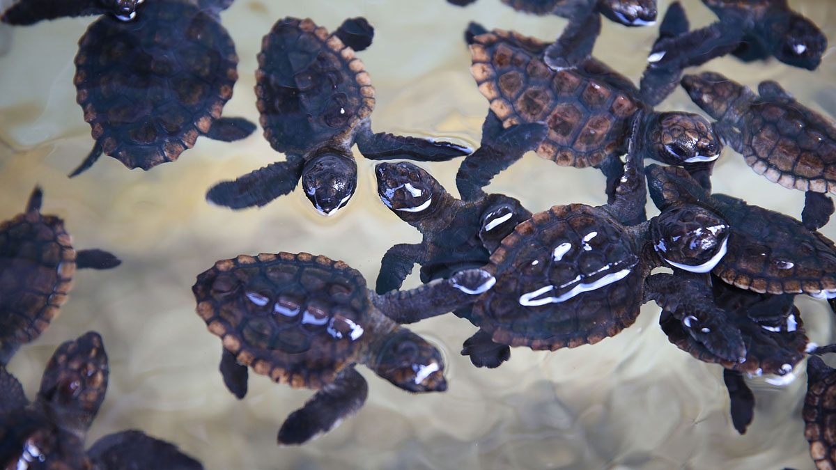 Sea Turtle Hatchlings Confusing Moonlight With City Lights