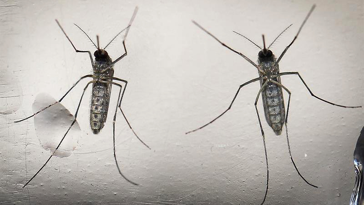 2 More Zika Cases Confirmed in South Florida