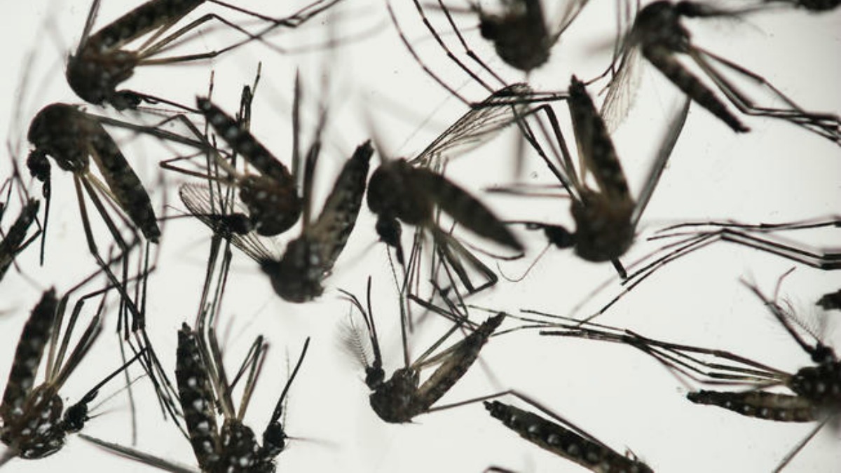 3 New Cases of Zika Confirmed in Miami-Dade