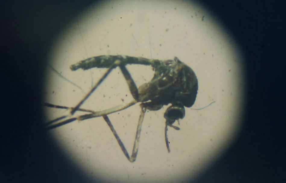 4 More Zika Cases Confirmed in South Florida